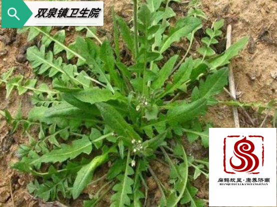 荠菜.png