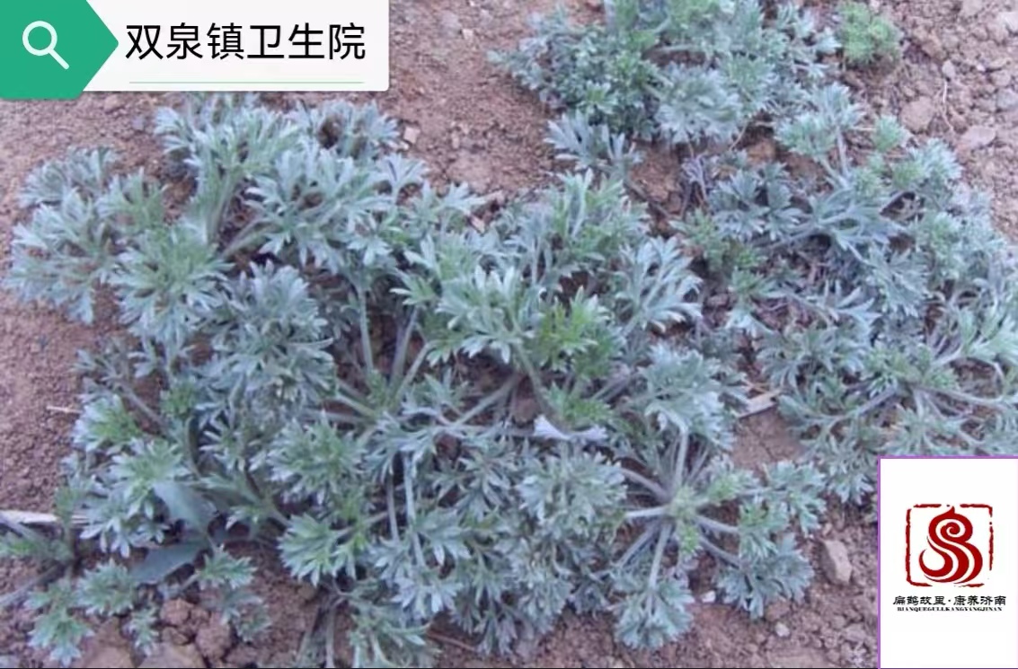 茵陈.jpg